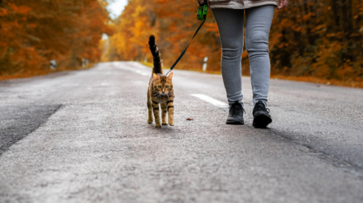 cat walking