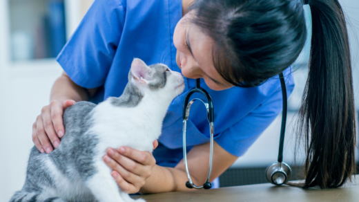 Talk to vet about aging pet